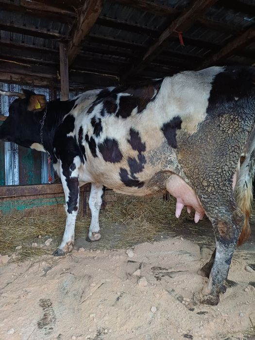 3 vaci de 3 ani și un  vitel de 7 luni