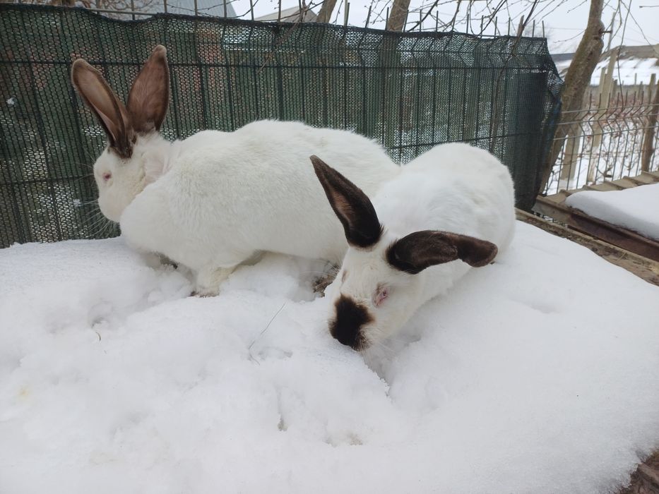 Uriaș de Transilvania.