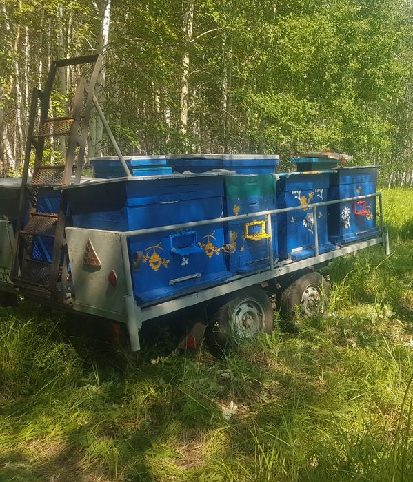 Продам мед 2025 со своей пасеки