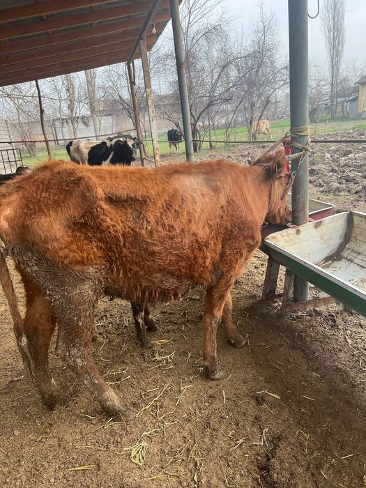 Она бола сигир 1-корин