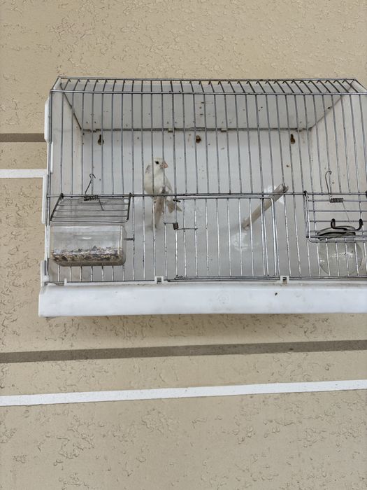 Канарейка белый самец