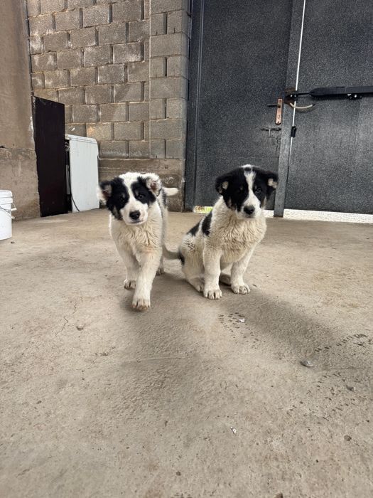 2,5 айлық еркек ұрғашы күшіктер