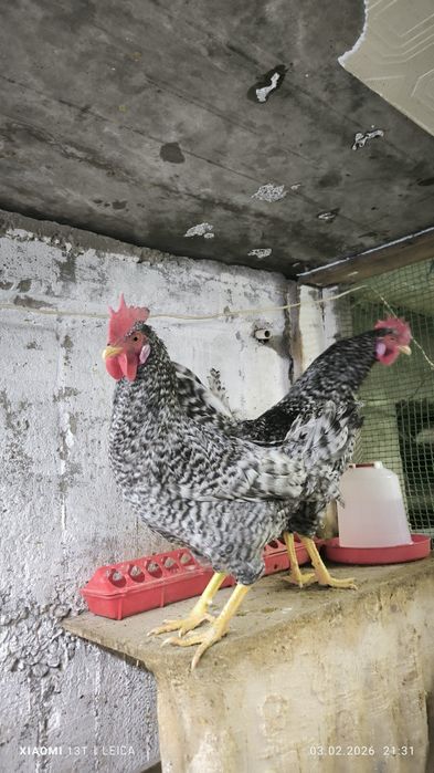 Продам молодых петухов