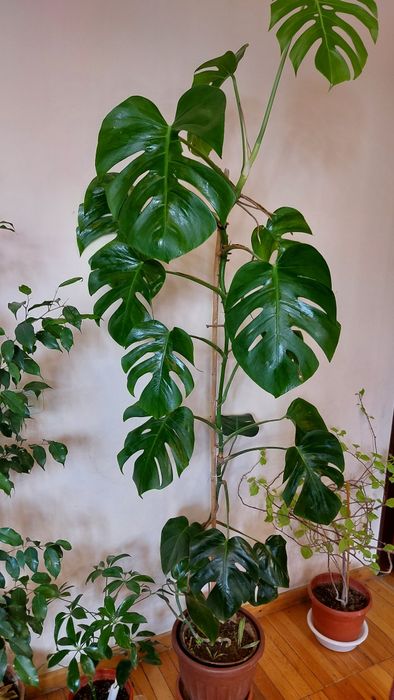 Большая Монстера 1м82см