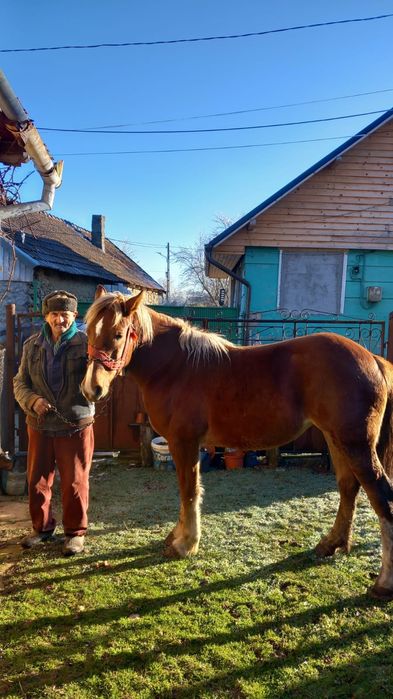 Vand iapa semi-murana de 1an si 7 luni