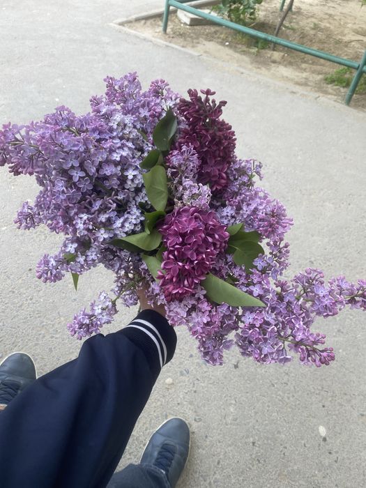 сирень 5000тг арзвн багада