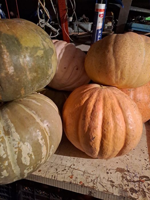 Тыква вкусная домашняя