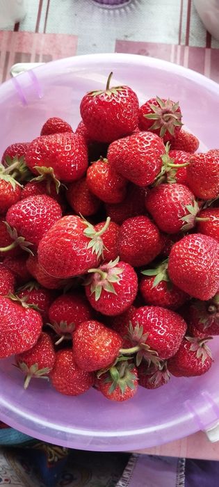 Продам  клубнику свежесобранную