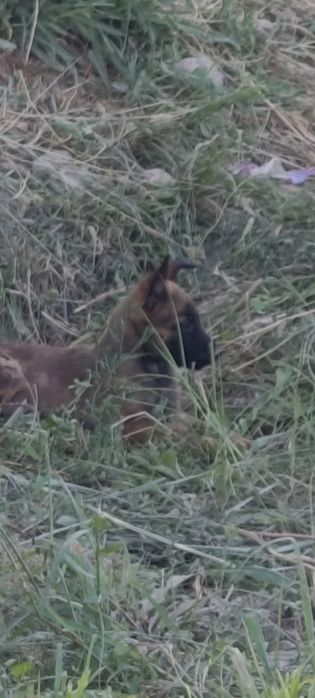 Malinua belgiya afcharkasi bolasi