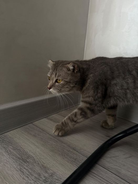 Шотландская вислоухая кошка