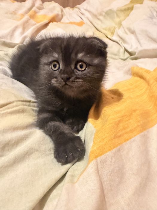 Шотландски клепоухи котета