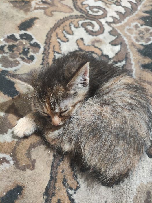 Котёнок (девочка)