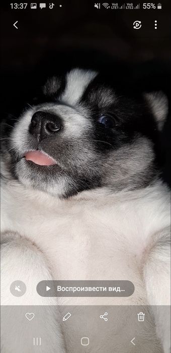 Отдам бесплатно шенка