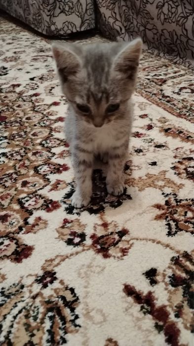 отдам котенка в добрые руки!