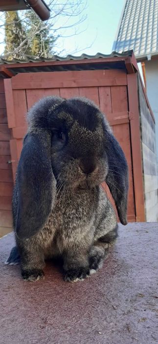 Iepuri Berbec German - livrez in țară