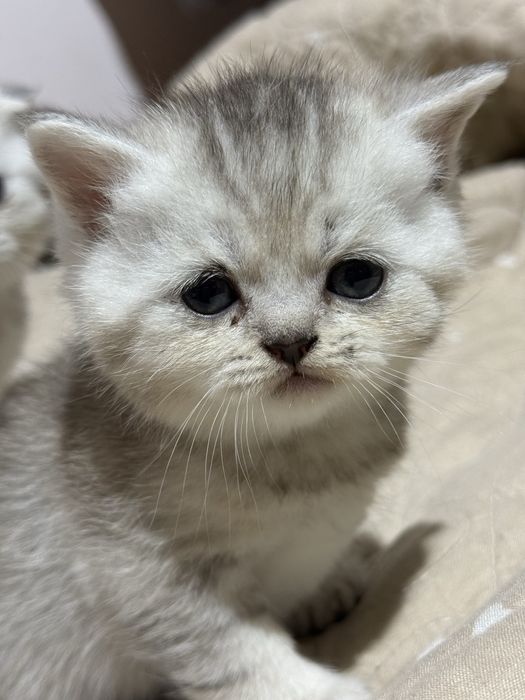 Продаются породистые котята