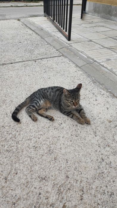 Мъжко таби коте