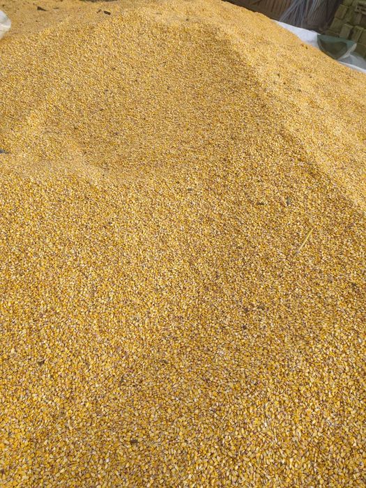 Vând porumb uscat