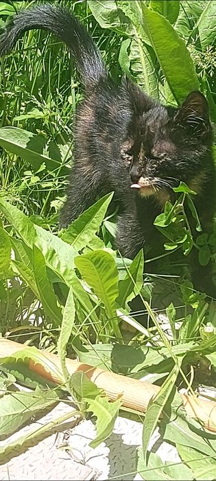 Отдается котенок в хорошие руки