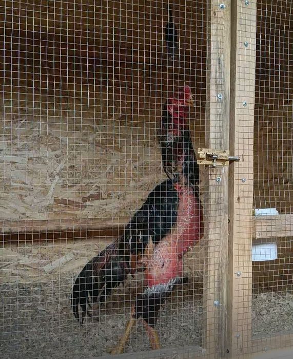 Продается бойцовый