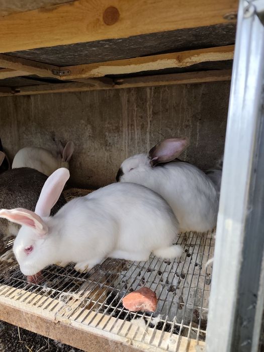 Зайци за клане и разплод