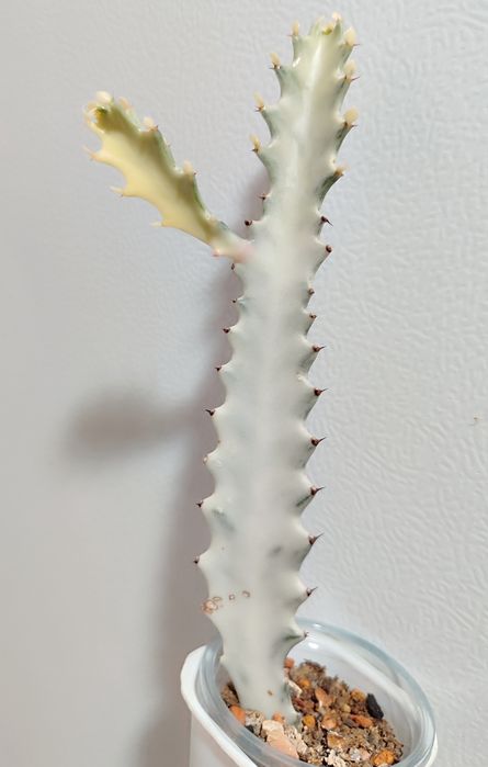 Euphorbia lactea White Ghost