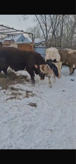 Бұқалар сатылады