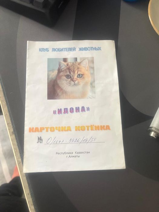 Шотландкая прямоухая