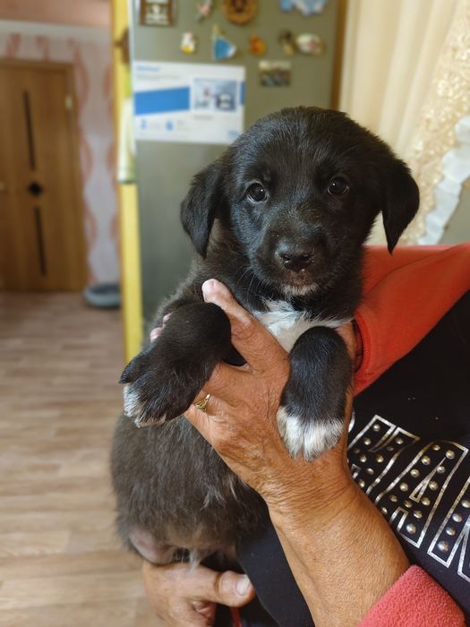 Красивые щенята ищут дом