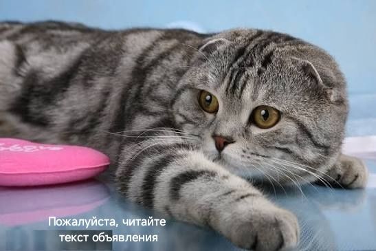 Кошки/коты стерилизованные