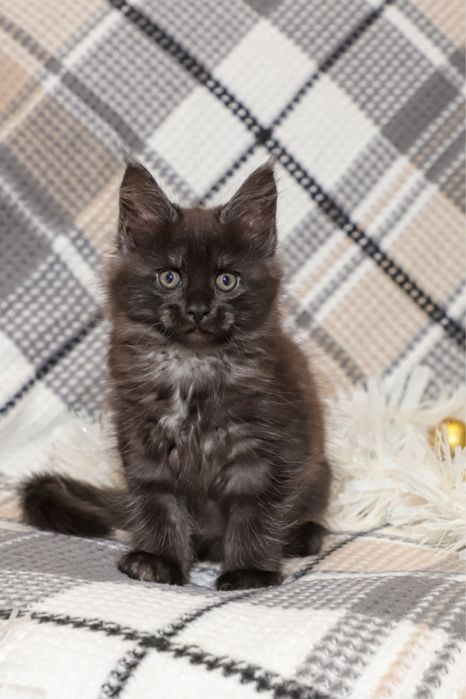 Котята породы Мейн кун классик, клубные с документами.