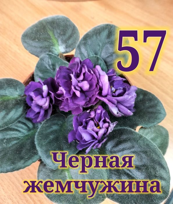 Продам сортовые фиалки