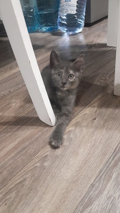 Отдам котенка в добрые руки