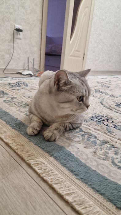 Отдам кота в очень хорошие руки