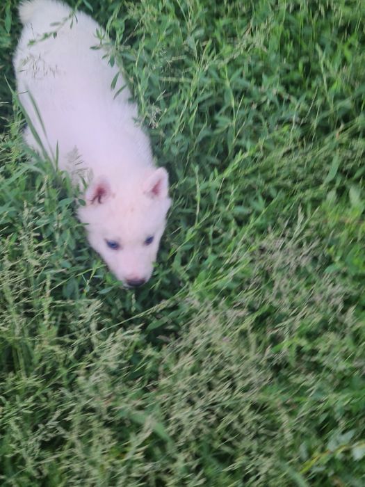 Продам щенков сибирской хаски.