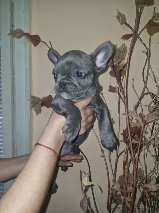 Френски булдочета