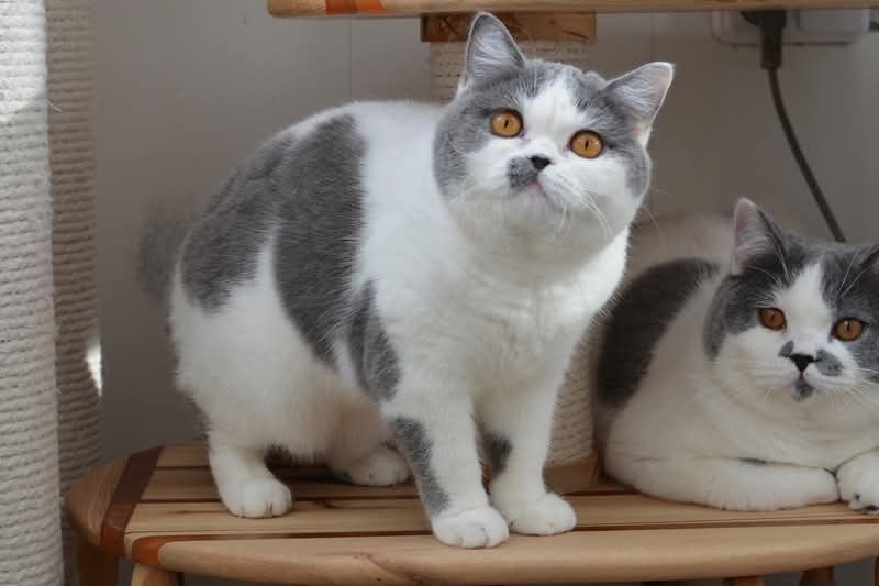 Отдам кошку.