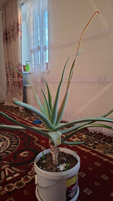 Бөлме гүлдері сатылады