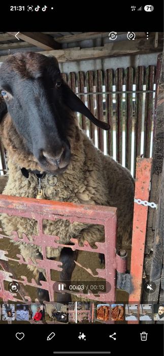 Vând berbec carabaș sârbesc