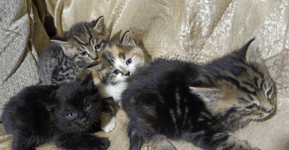 Котята отдам в хорошие руки, mushuk bolalari ishonchli qõllarga berila