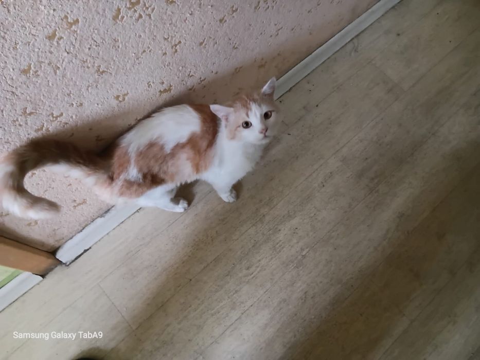 Британец в добрые руки Караганда