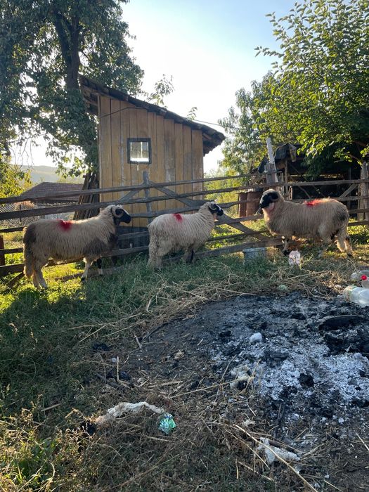 Berbecuți de vânzare