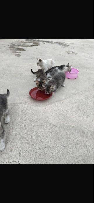 Котики породистые