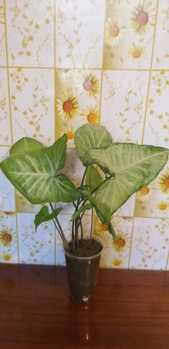 Монстера и сингониум