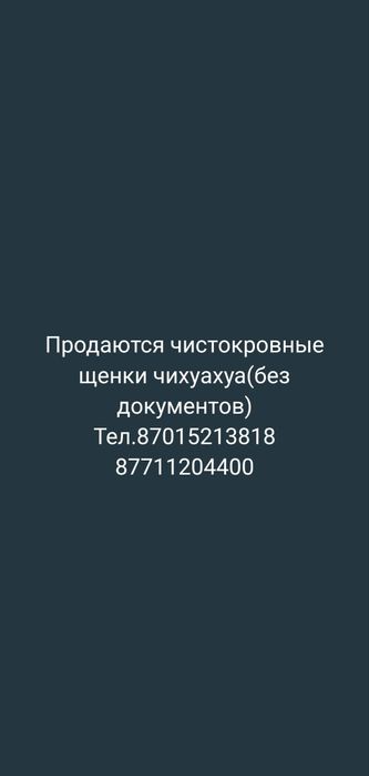 Щенки чихуахуа 2 месяца