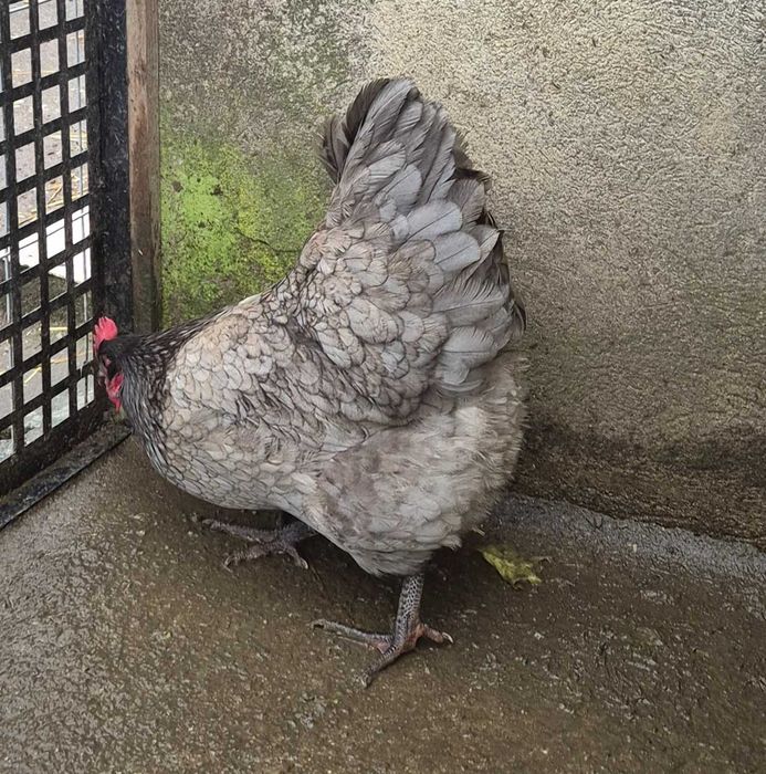 Vând ouă pentru incubat din rasa Australorp