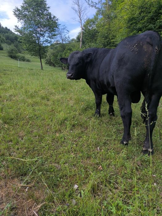 Vând Tăuras  Black ANGUS