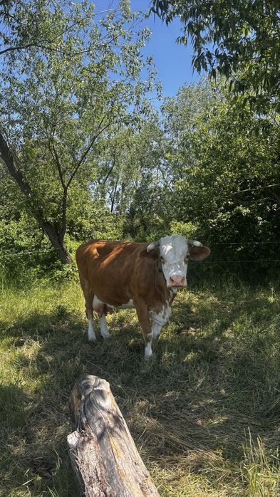 Vand vaca baltata romaneasca