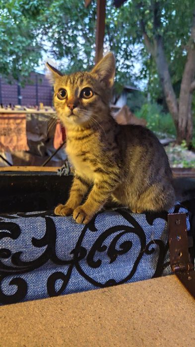 Отдам котят в добрые руки
