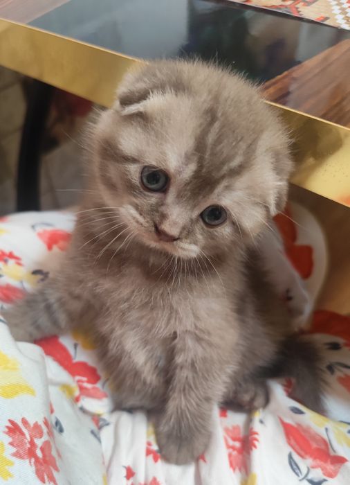 Котик породы Шотландец.